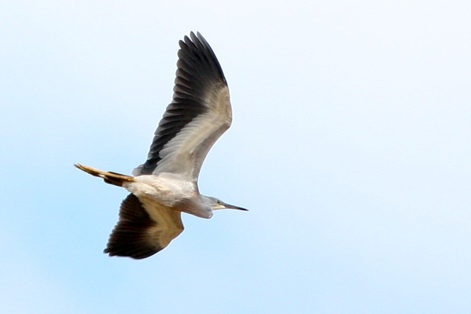 White-faced Heron (Egretta novaehollandiae)